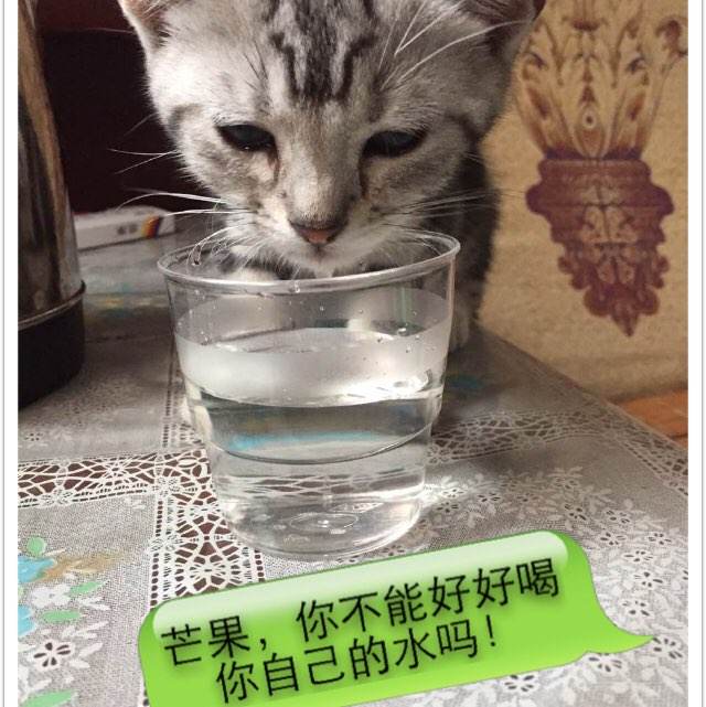 做个精仿圣心大学院文凭毕业证